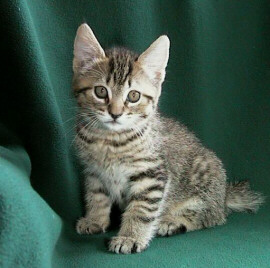 Durango 8 weeks old