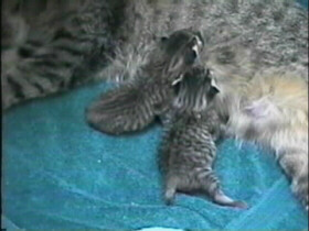 Just Born 3/23/99